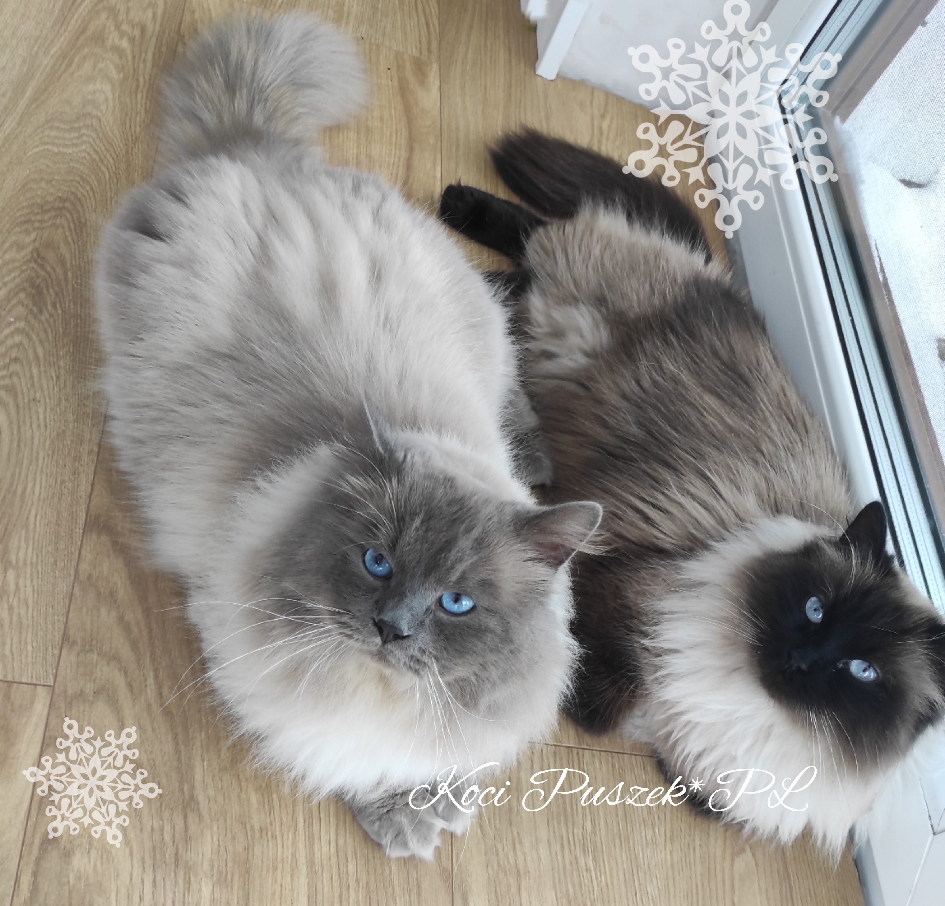 Koci Puszek*PL