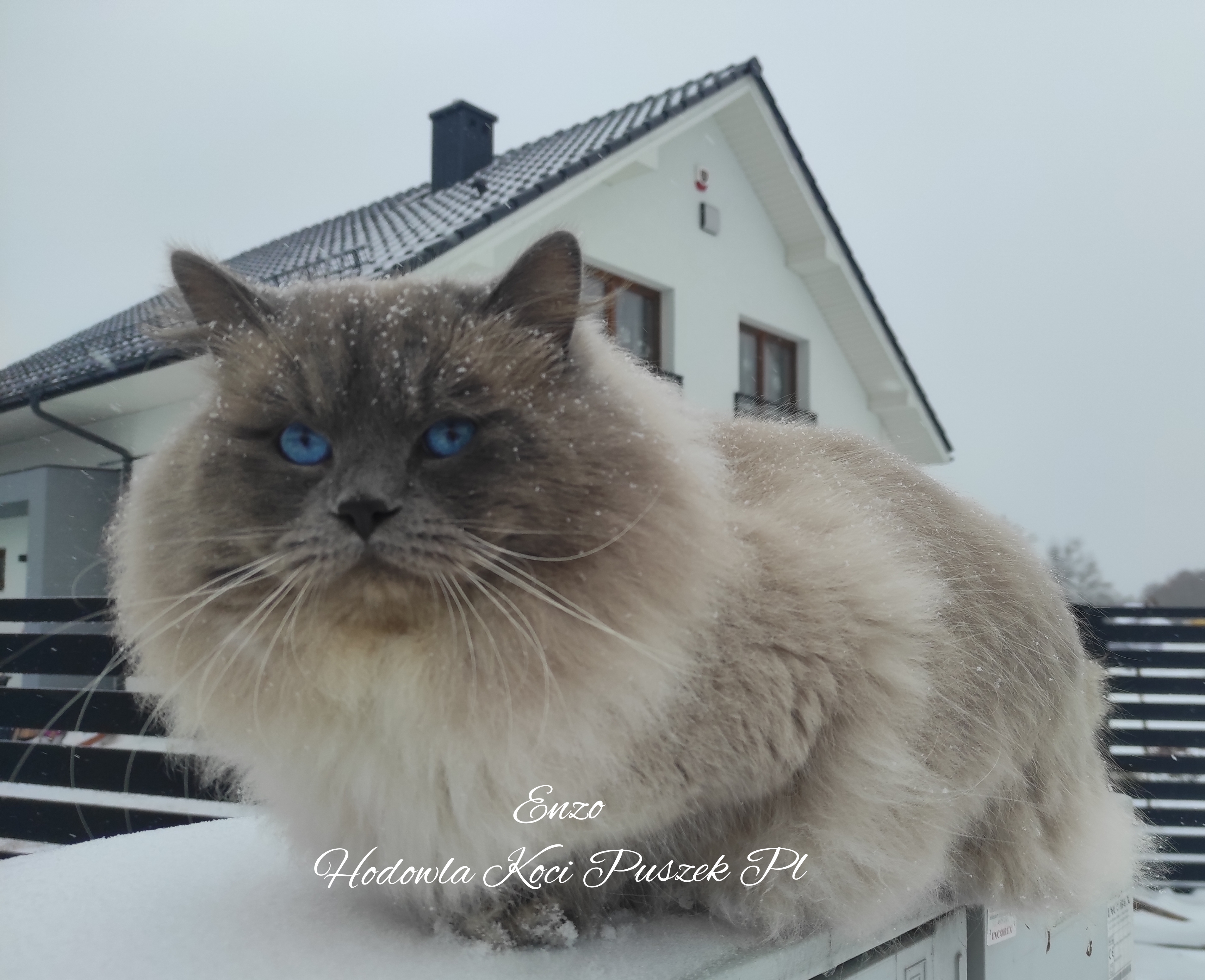 CH Enzo Carmenmia PL